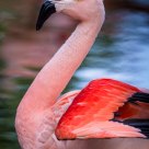 Flamingo Pride
